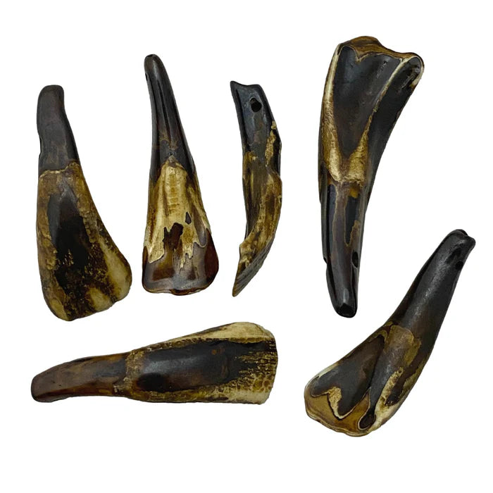 Buffalo Tooth Replica