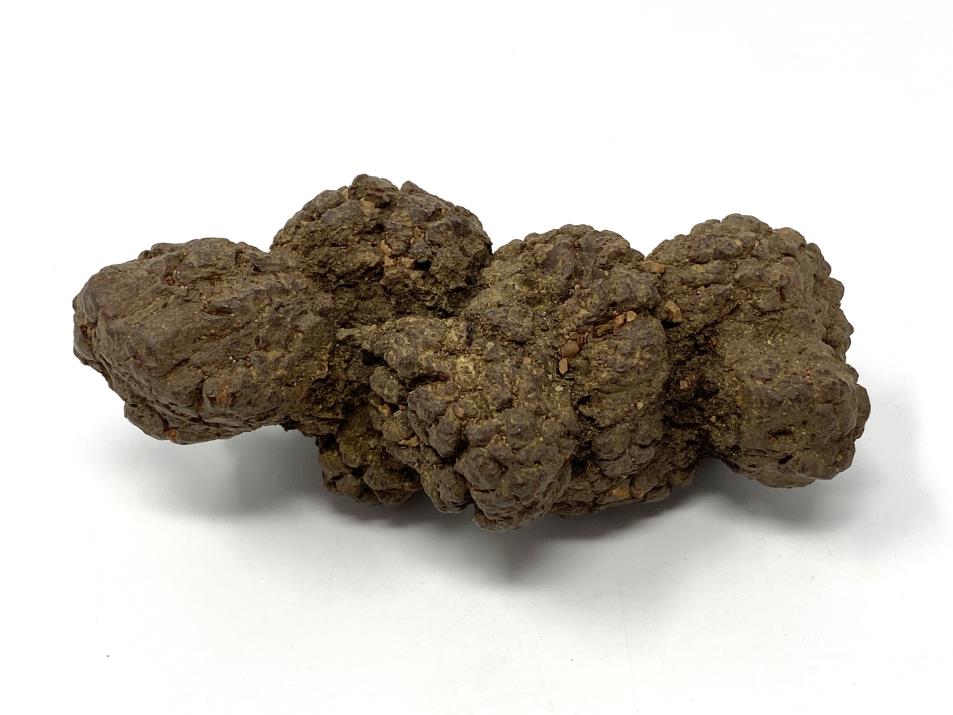 Coprolite Petrified Prehistoric Poop $10