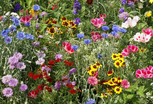 Bird and Butterfly Seed Stones