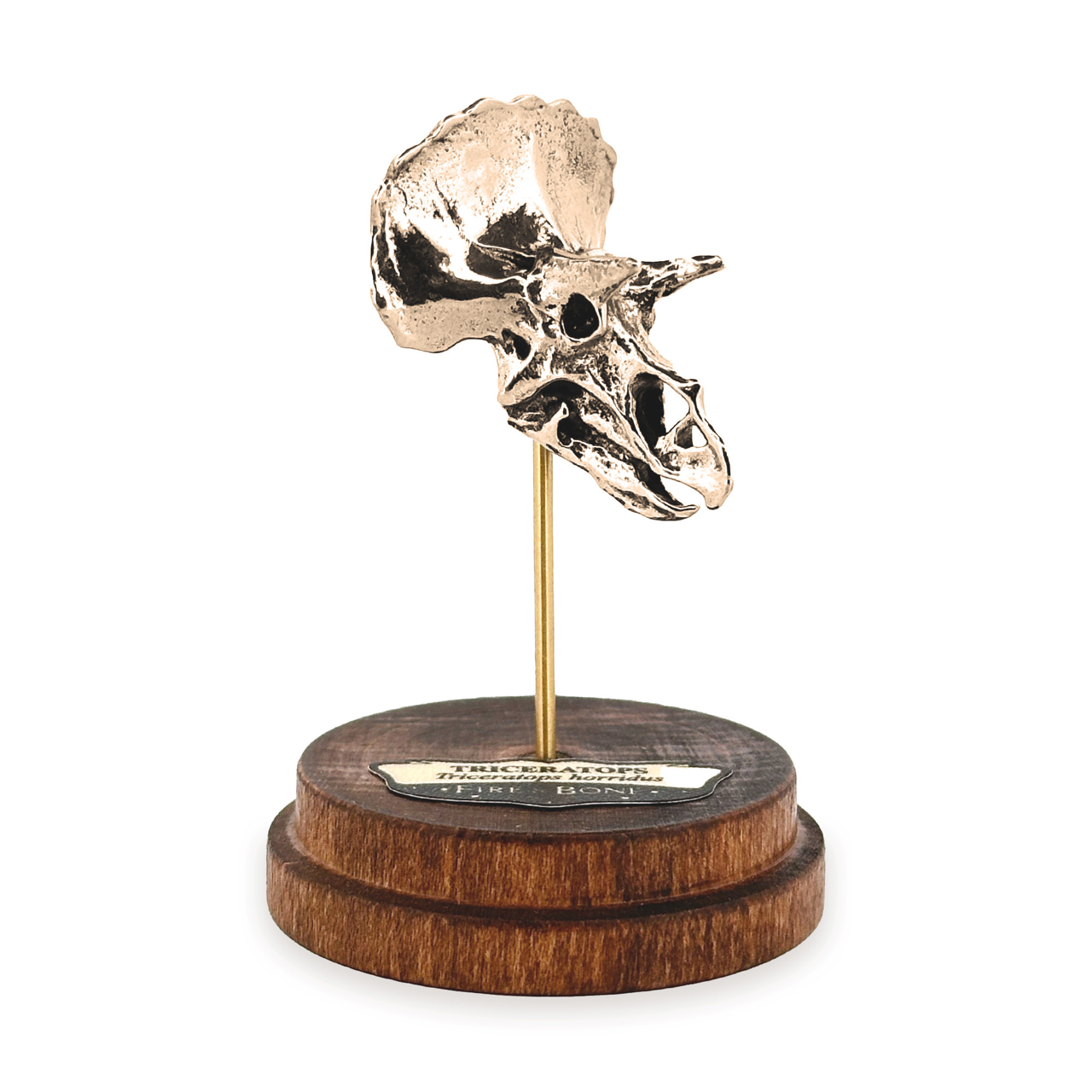 Triceratops Necklace with Display Stand