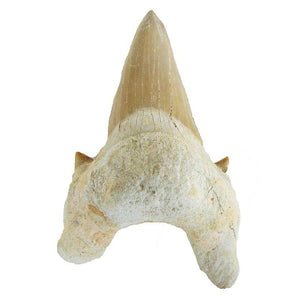 Fossil Shark Tooth $20.00