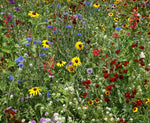 Bird and Butterfly Seed Stones