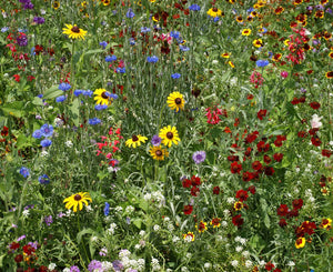 Bird and Butterfly Seed Stones