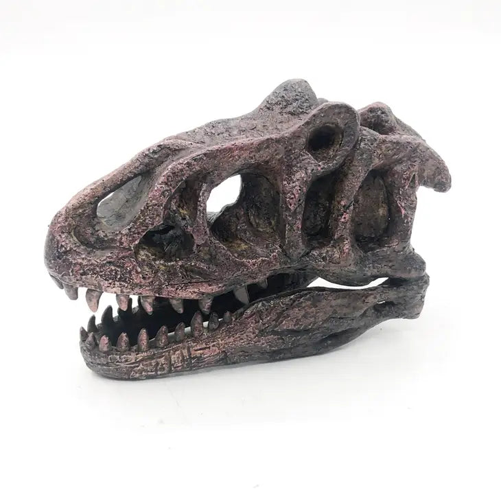 Allosaurus Mini Skull Replica