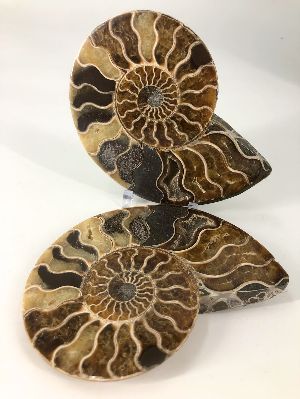 Ammonite Split Pair $245.00