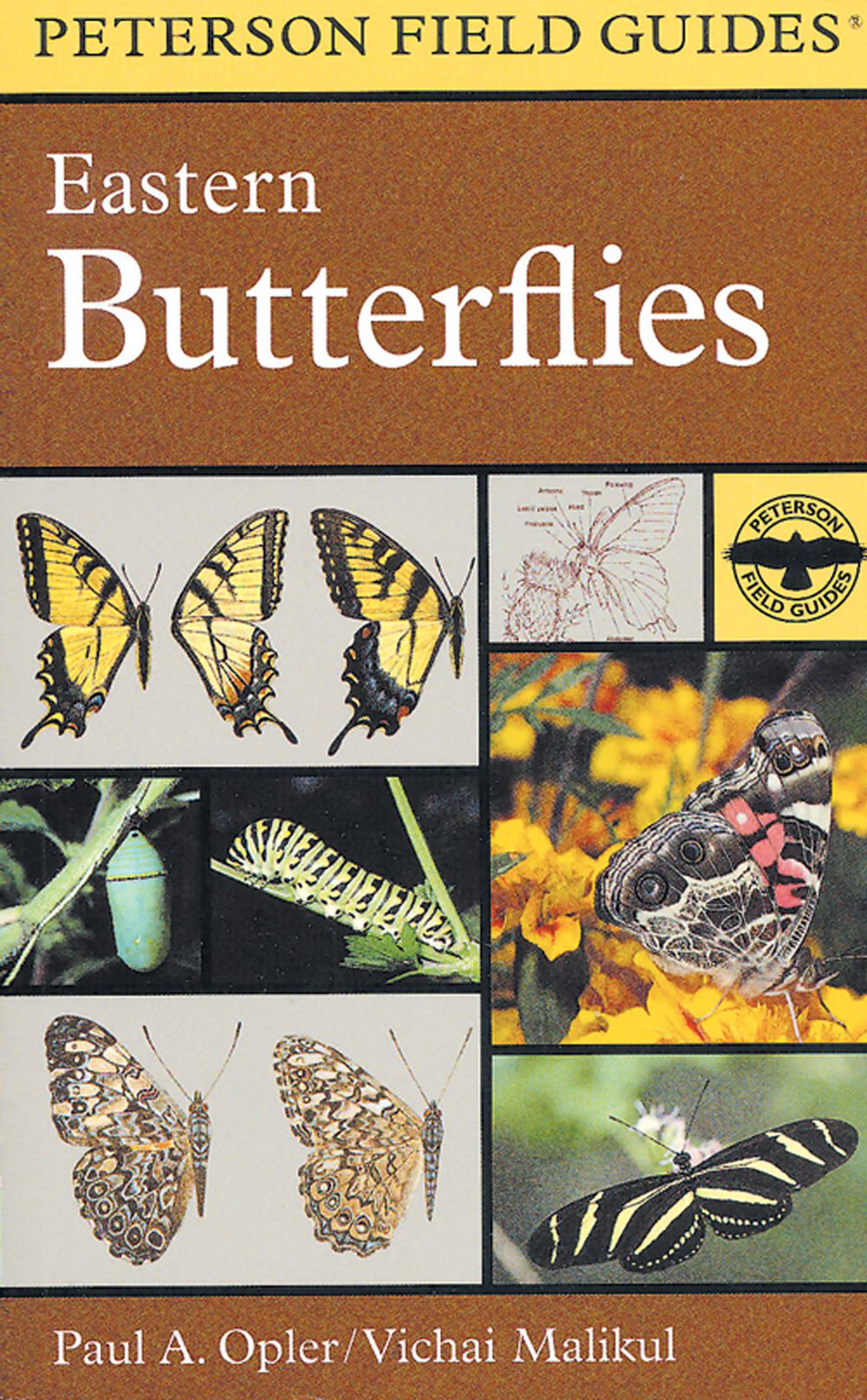Peterson Field Guide to Eastern Butterflies