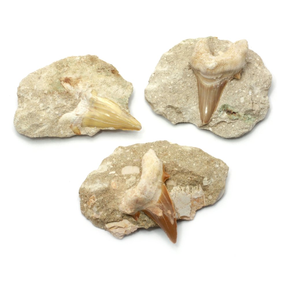 Shark Tooth in Matrix $39.99