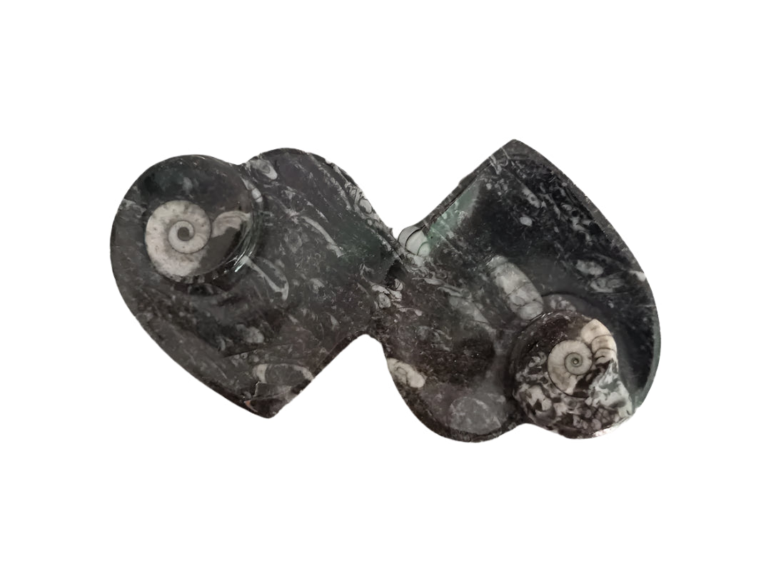 Orthoceras Double Heart Dish