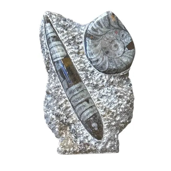 Ammonite and Orthoceras Sculpture