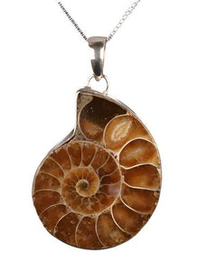 Ammonite Necklace $19.99