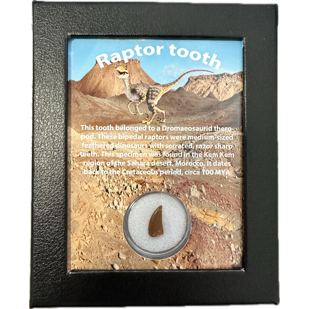 Raptor Tooth Box