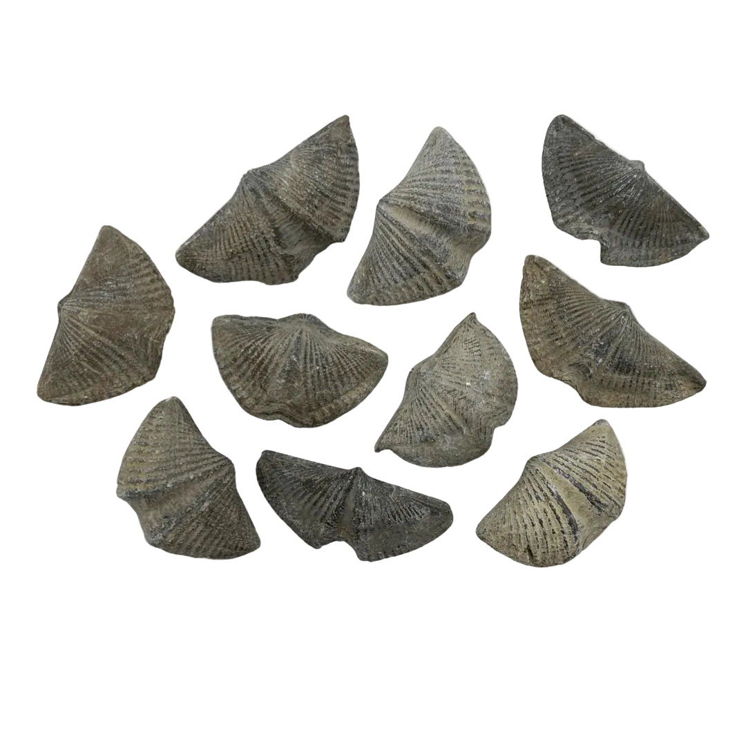 Brachiopod Fossil