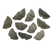 Brachiopod Fossil