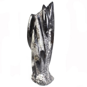 Orthoceras Sculpture $50.00