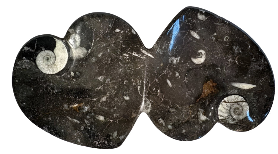 Orthoceras Double Heart Dish