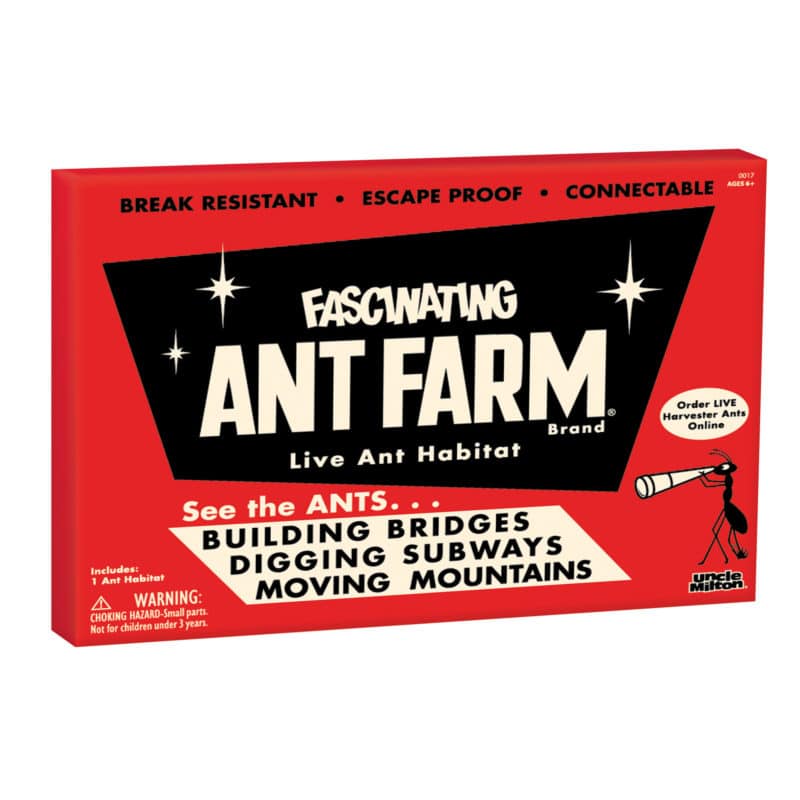 Fascinating Ant Farm