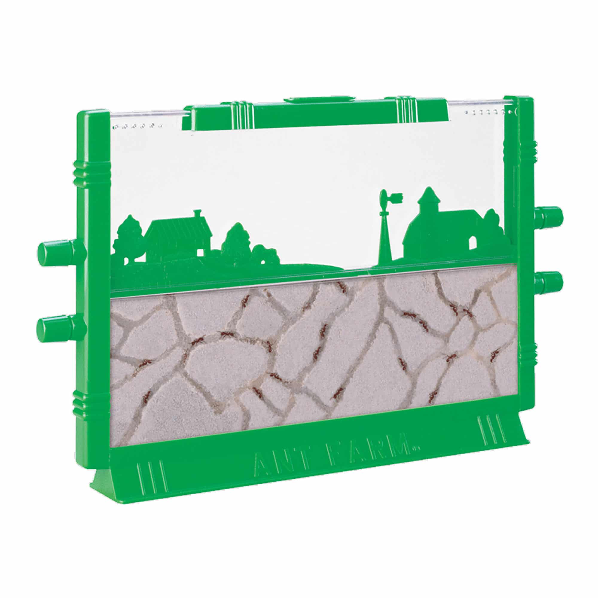Fascinating Ant Farm