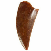 T-rex Tooth Replica