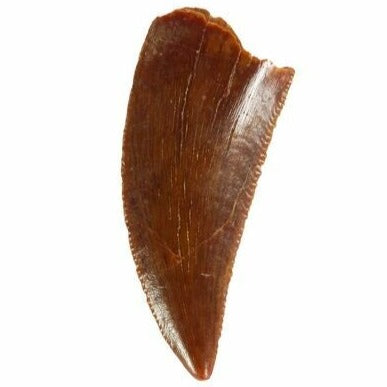 T-rex Tooth Replica