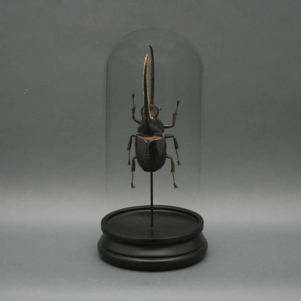 Hercules Beetle Glass Cloche