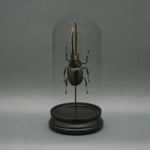 Hercules Beetle Glass Cloche