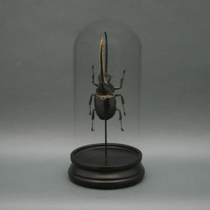 Hercules Beetle Glass Cloche