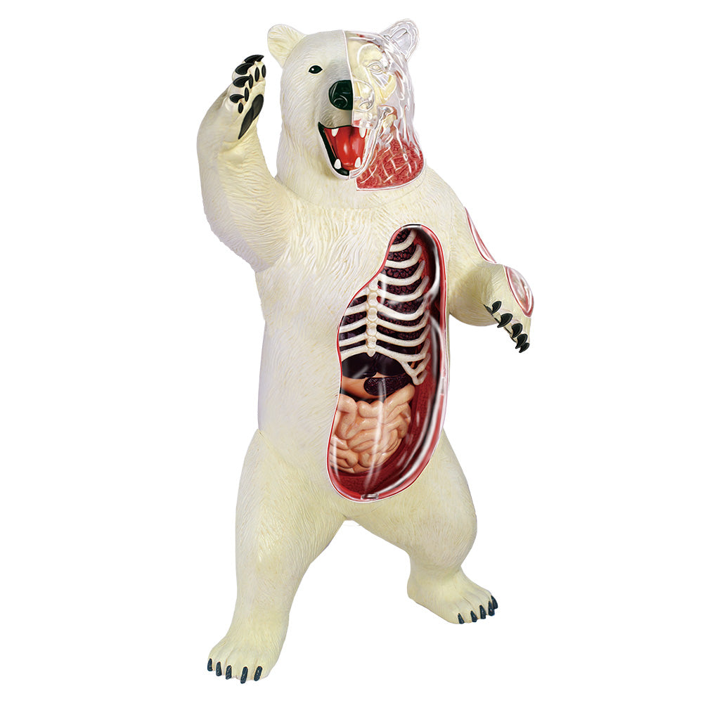 Polar Bear 4D Vision Anatomy Model