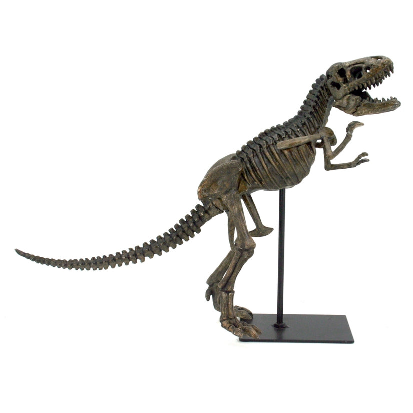 Tyrannosaurus Rex Dinosaur Fossil Replica