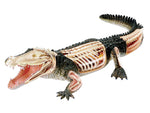 Crocodile 4D Vision Anatomy Model