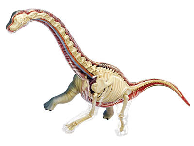 Brachiosaurus 4D Vision Anatomy Model