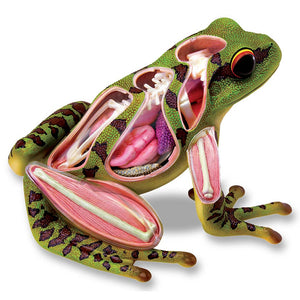 Frog 4D Vision Anatomy Model