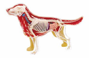 Dog 4D Vision Anatomy Model