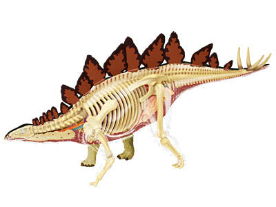 Stegosaurus 4D Vision Anatomy Model