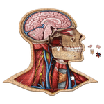 Human Head Anatomy Jigsaw Puzzle