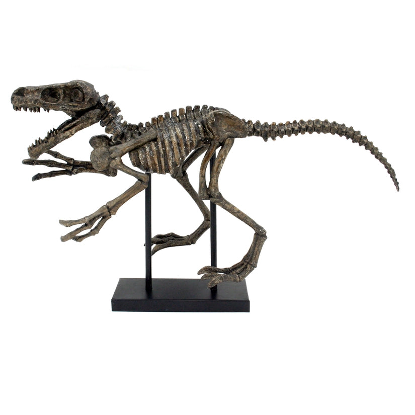 Large Raptor Dinosaur Fossil Replica