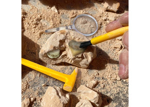 Fossil Excavation Kit