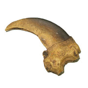 Bear Claw Replica