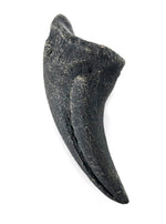 Allosaurus Cast Foot Claw