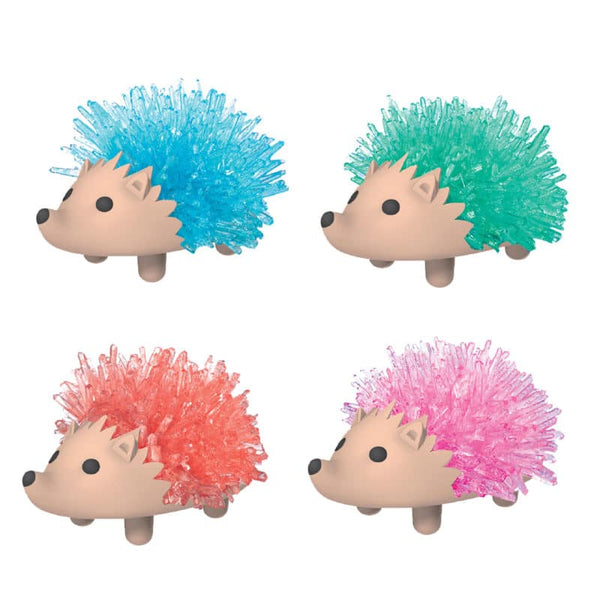 hedgehogs full grown