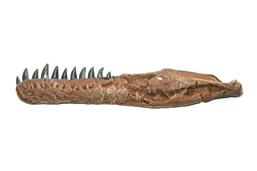 Dromaeosaurus Cast Jaw