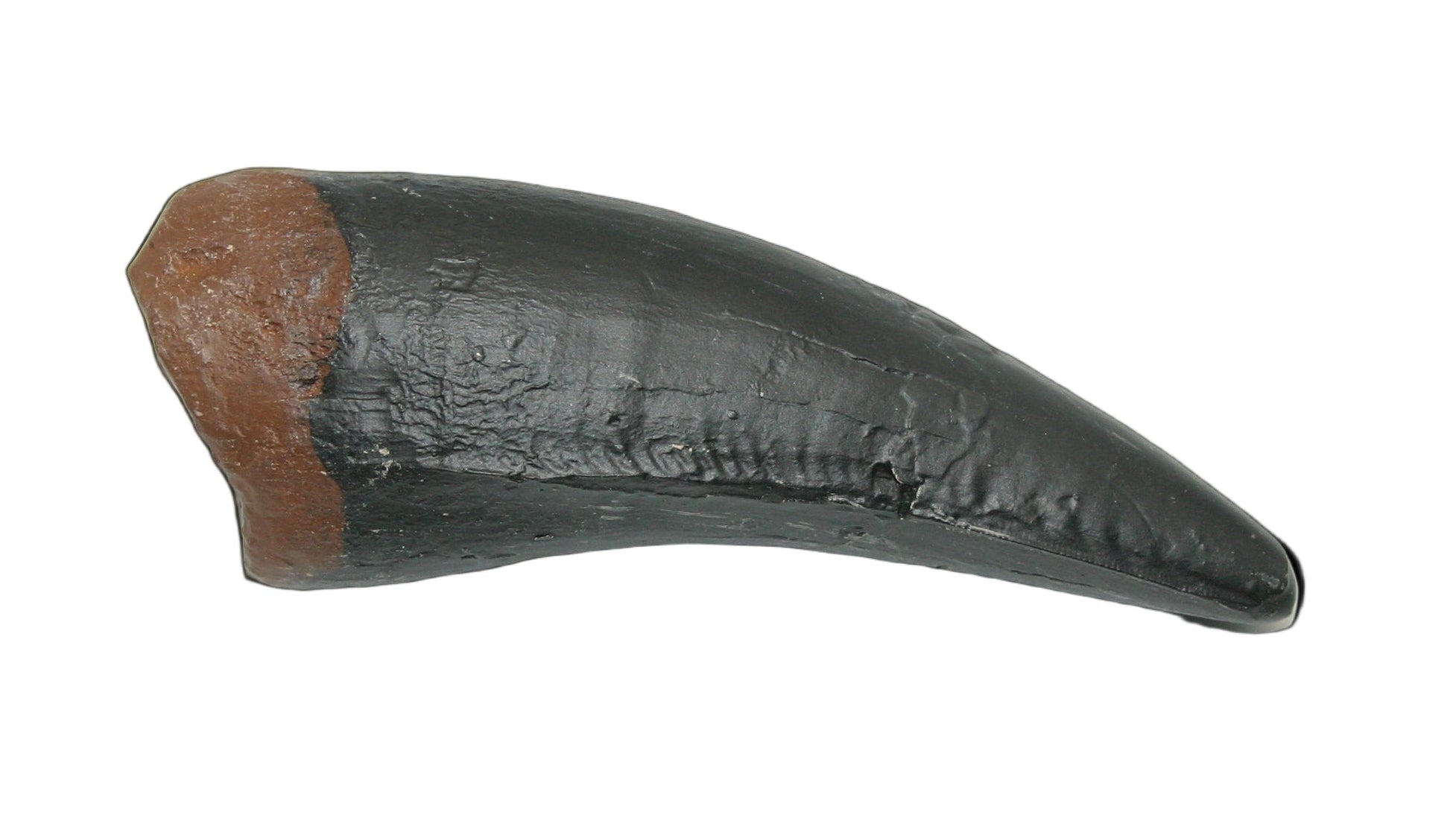 Tyrannosaurus Rex Cast Maxillary Tooth Large