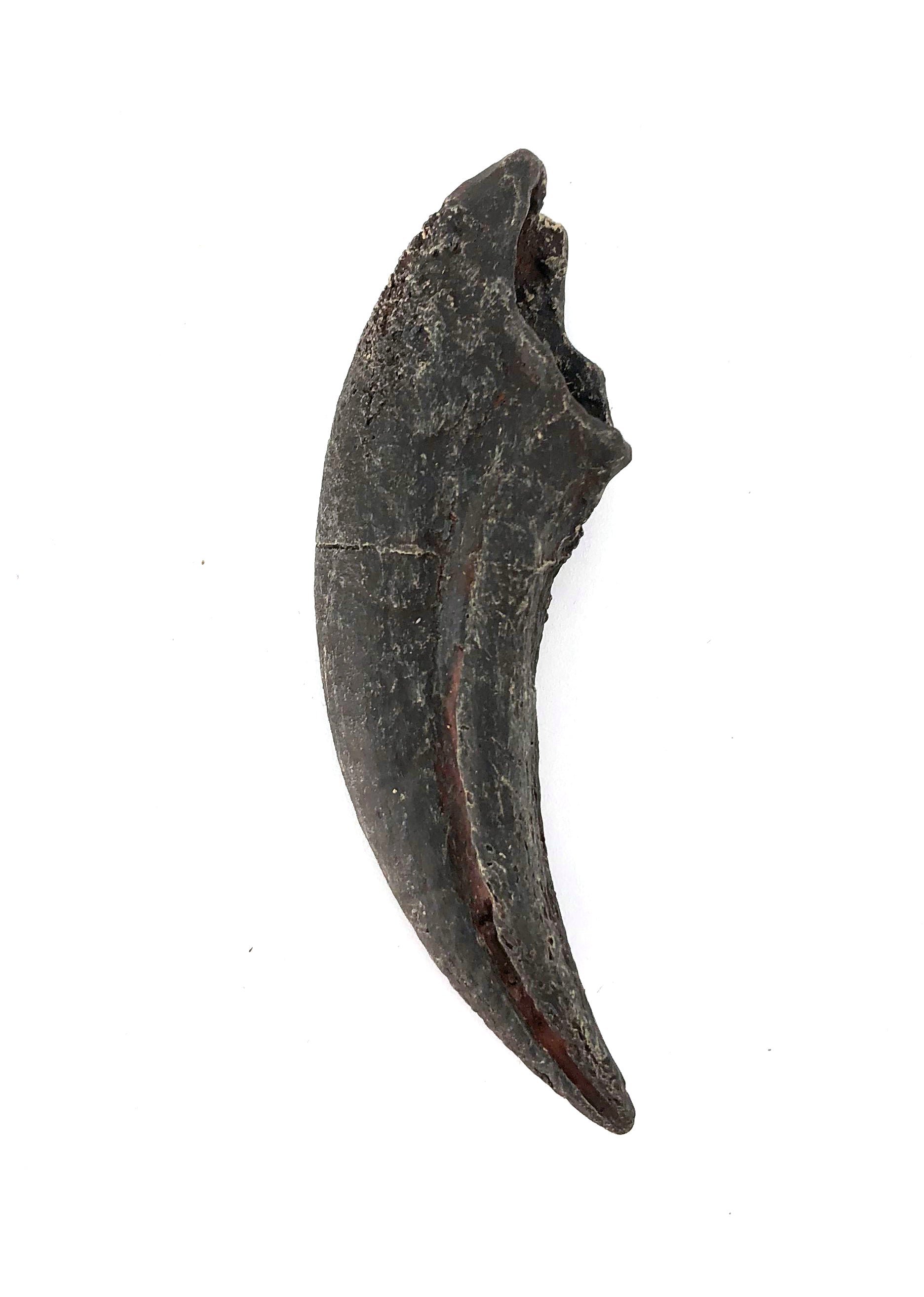 North African Cast Raptor Claw – The Science Museum of Minnesota