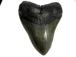 Rock or Fossil Magnet - RMAG