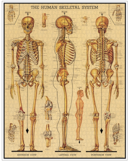 Skeletal System Vintage 1000 Puzzle