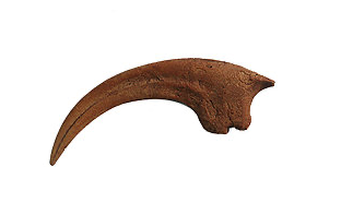 Velociraptor Single Cast Killing Claw