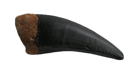 Tyrannosaurus Rex Cast Maxillary Shed Tooth