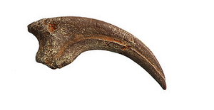 Dromaeosaurus Cast Killing Claw