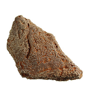 Ankylosaurus Scute Cast