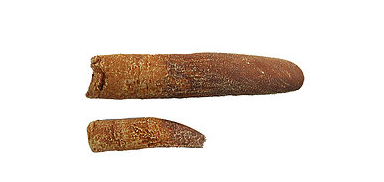 Rebbachisaurus Cast Teeth