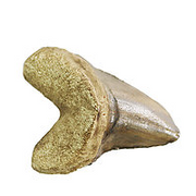 Cretoxyrhina mantelli Cast Tooth